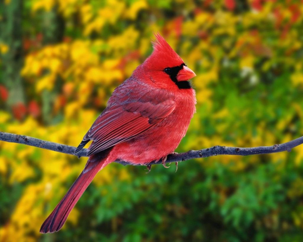 Десять самых красивых птиц нашей планеты