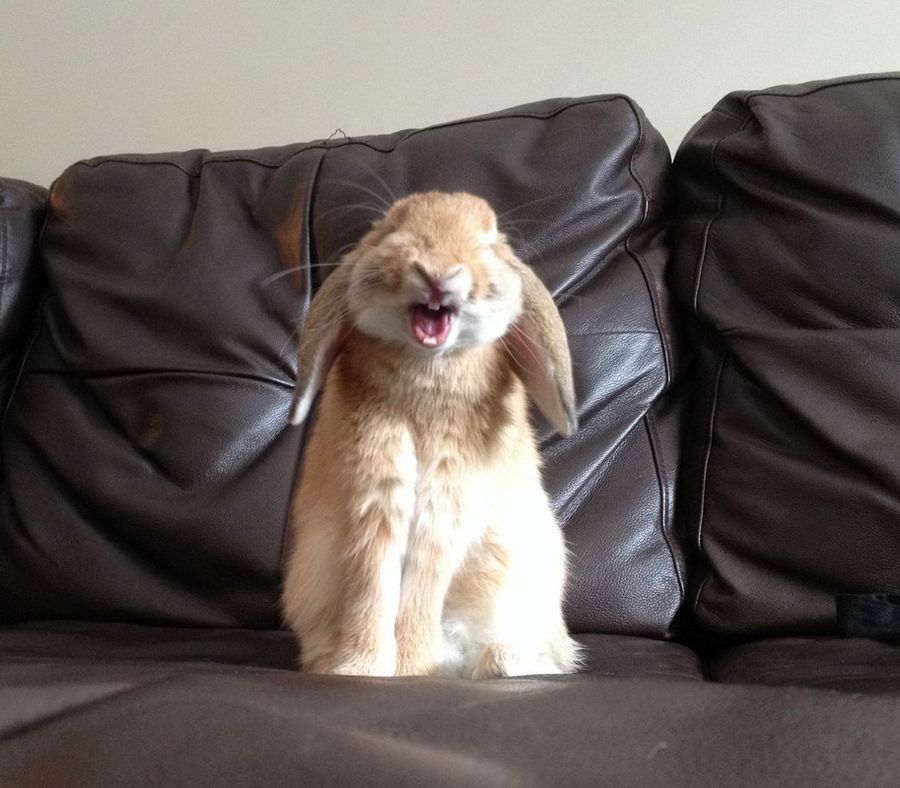 Смешные и забавные кролики