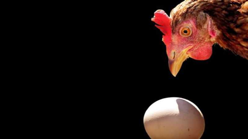 Картинки по запросу 10 интересных фактов о яйцах