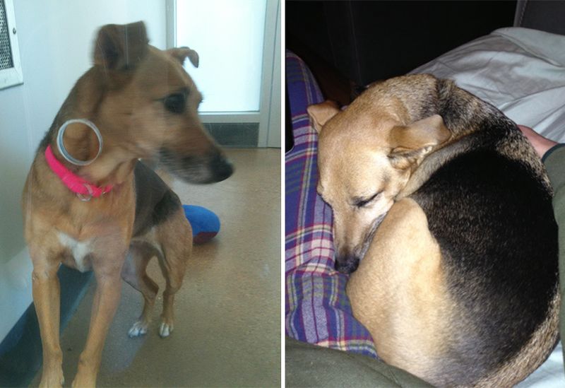 Собаки из приюта: до и после обретения семьи