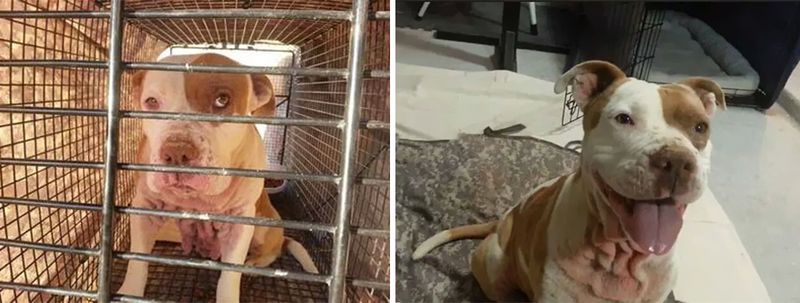 Собаки из приюта: до и после обретения семьи