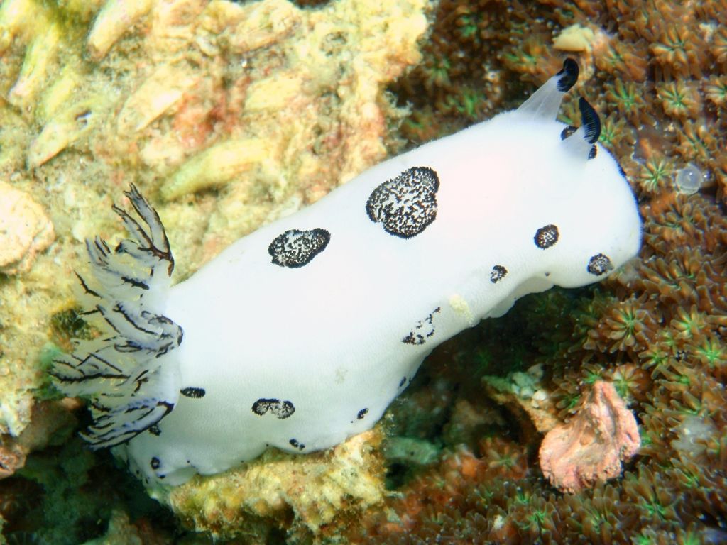 Jorunna parva – морской слизень похожий на кролика