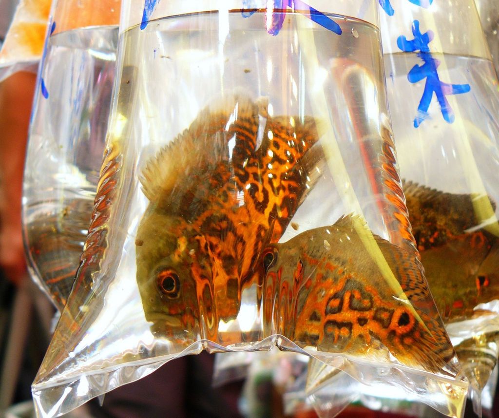 Золотые рыбки на рынке Гонконга