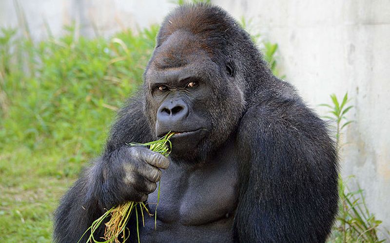 Самый красивый самец гориллы в мире стал звездой соцсетей