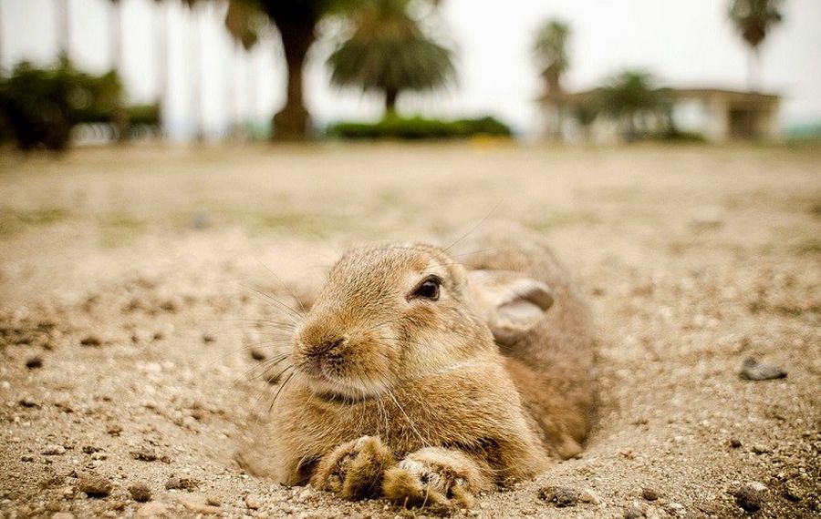 Японский остров Окуносима - рай для кроликов
