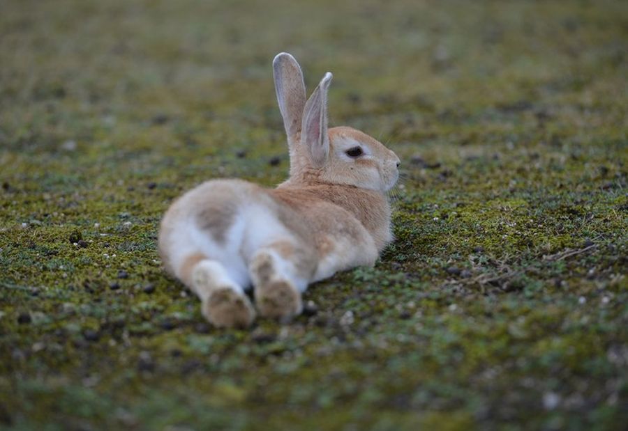 Японский остров Окуносима - рай для кроликов