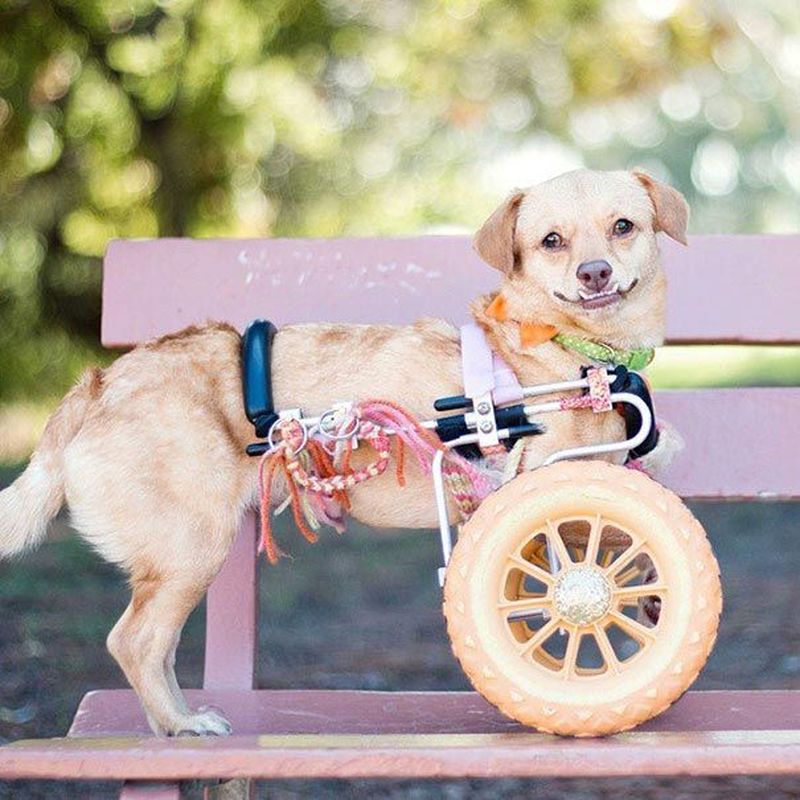Собаку-инвалида спасли от эвтаназии
