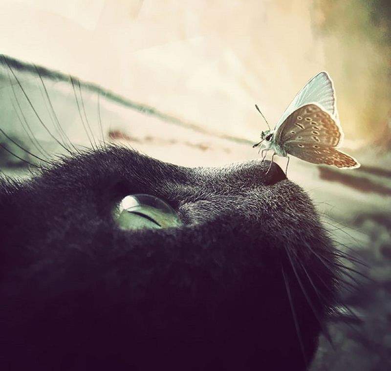 Романтичные фотографии животных с бабочками на носу
