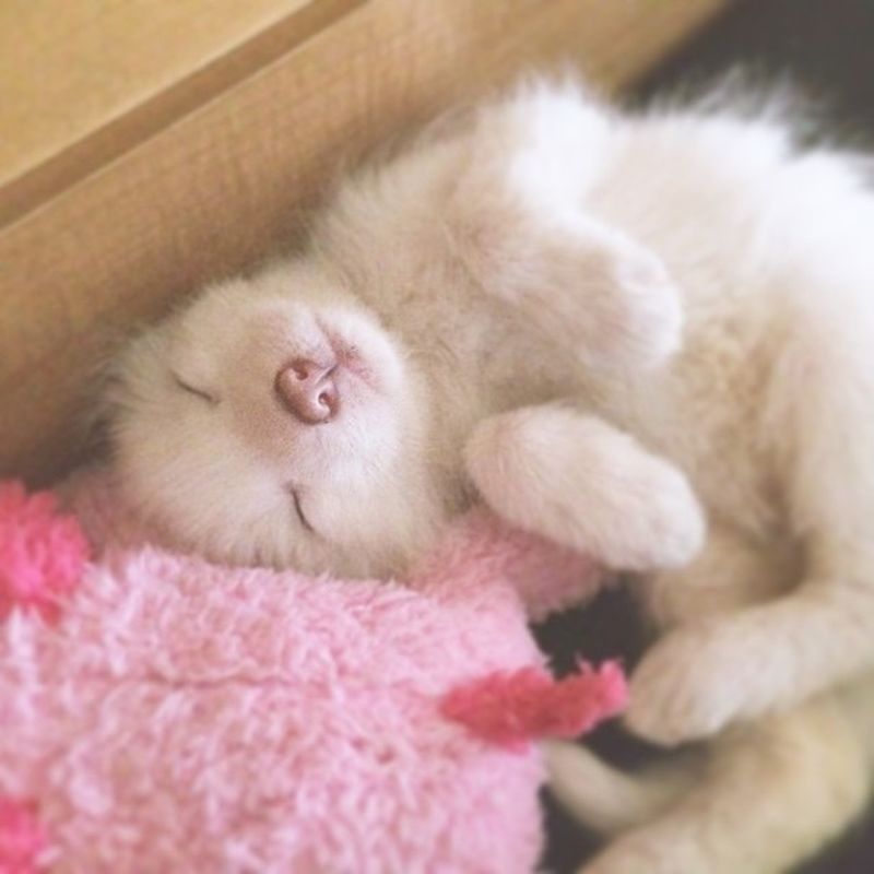 Белая лисичка Райлай - звезда Instagram