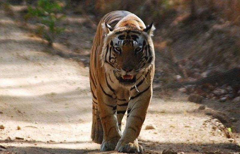 Необычный тигр-кот из индийского парка Kanha