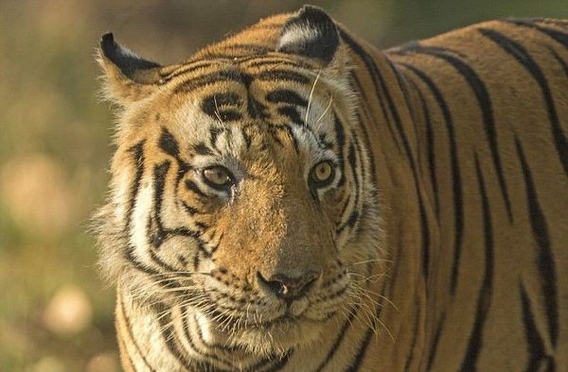 Необычный тигр-кот из индийского парка Kanha