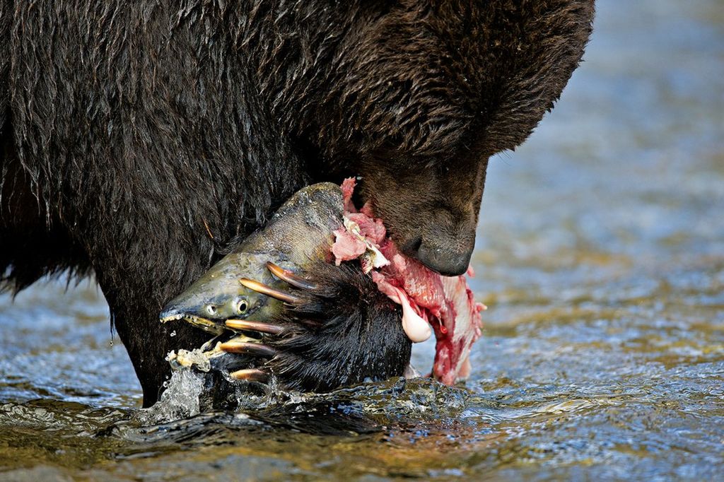 Жизнь медведей на снимках Пола Никлена (Paul Nicklen)