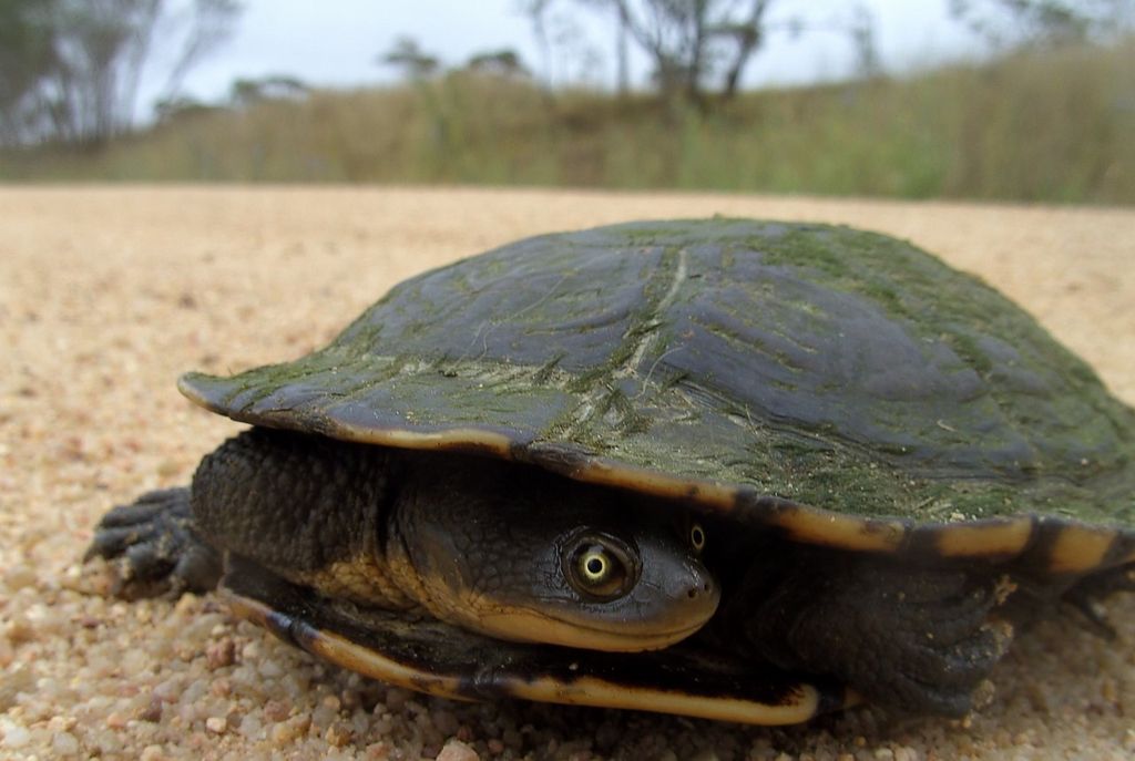 Австралийская змеиношеяя черепаха (лат. Chelodina longicollis)