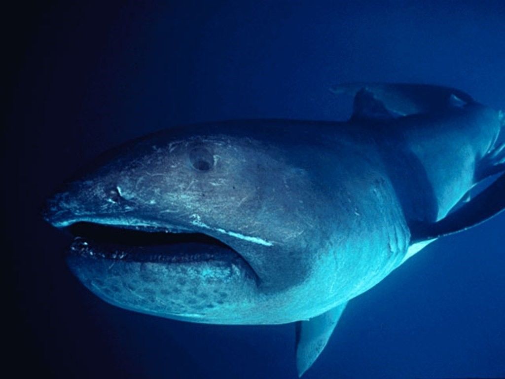Пелагическая большеротая акула (лат. Megachasma pelagios)