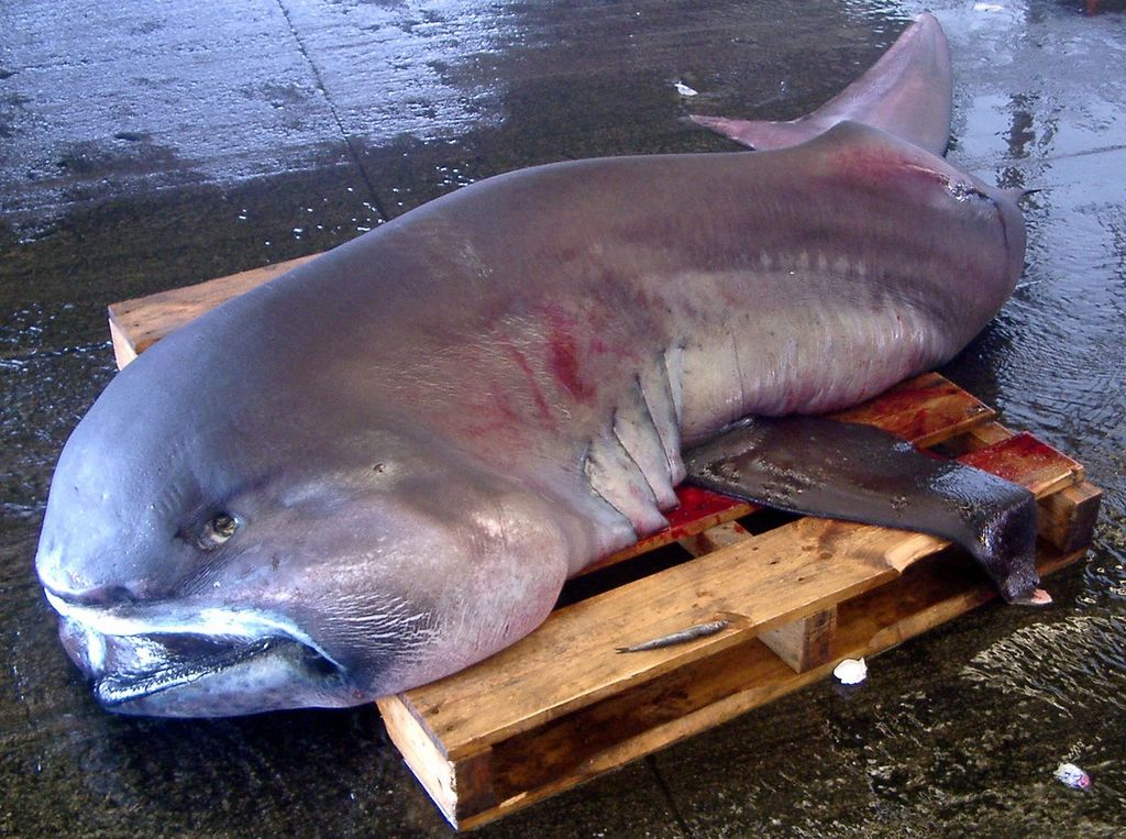 Пелагическая большеротая акула (лат. Megachasma pelagios)