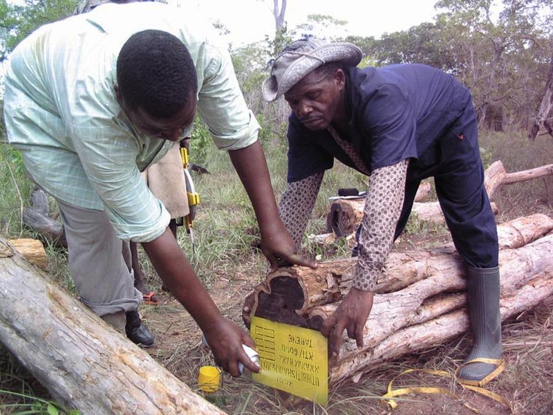 Африканское чёрное дерево (гренадил) (англ. african blackwood)