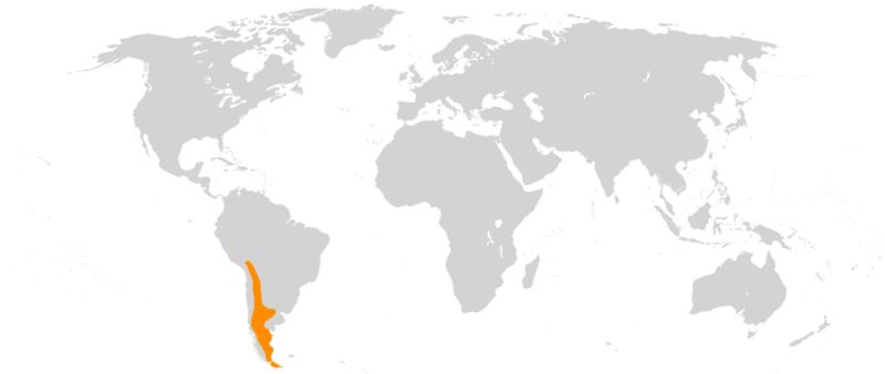 Гуанако (лат. Lama guanicoe)