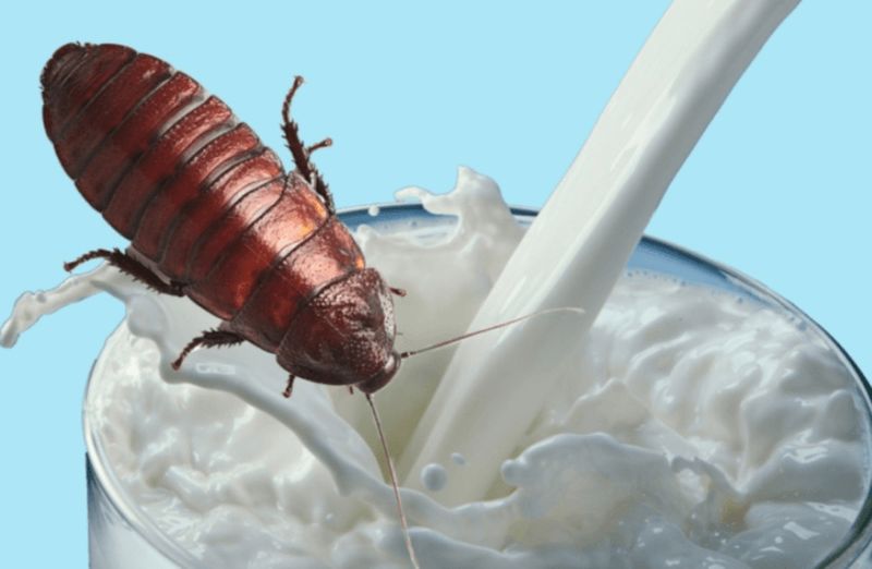 Тараканье молоко — еда будущего Природа,Тараканы