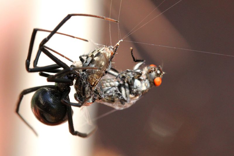 Пауки вида черная вдова Latrodectus Mactans ведут весьма необычный