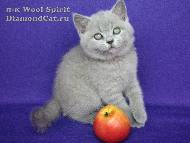 Чистокровные британские котята из питомника Wool Spirit