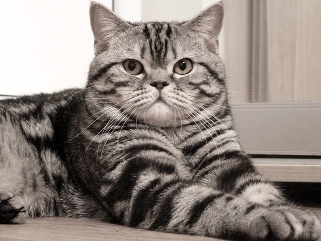Чистокровный шотландский прямоухий мраморный кот