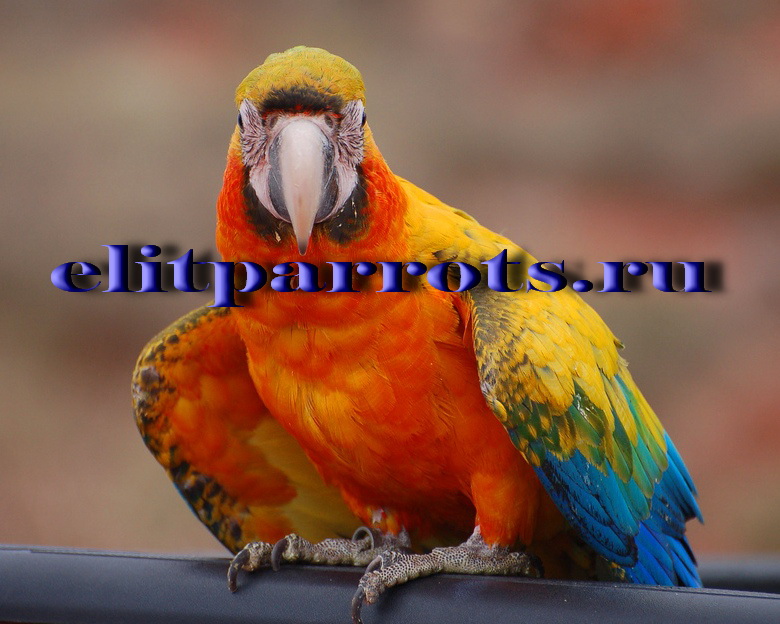 Гибриды попугаев Ара - птенцы  из питомников