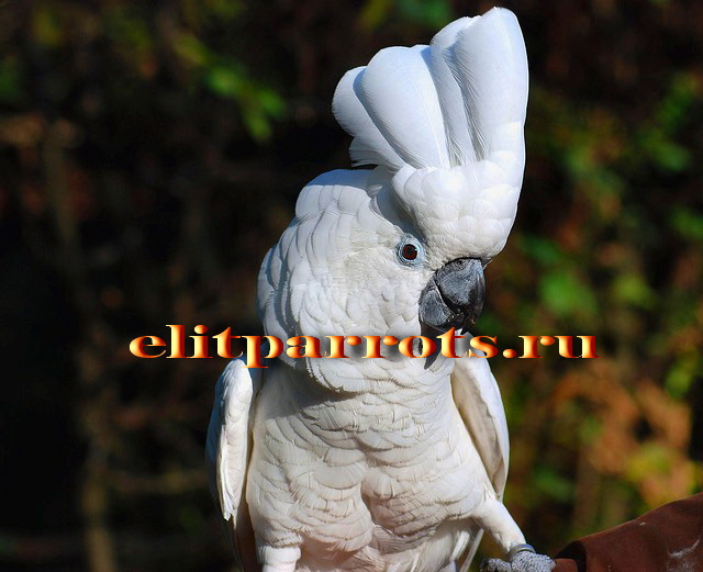Белохохлый какаду   птенцы - выкормыши