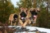 ЛЕОНБЕРГЕР (Leonberger) - СПОКОЙНЫЙ СИЛАЧ