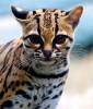 МАРГИ (Felis wiedii)
