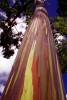 РАДУЖНЫЙ ЭВКАЛИПТ (Eucalyptus deglupta)