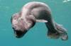 ПЛАЩЕНОСНАЯ АКУЛА (Chlamydoselachus anguineus)