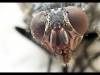 МЯСНЫЕ ИЛИ СЕРЫЕ МУХИ (Sarcophagidae)