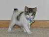 ЯПОНСКИЙ БОБТЕЙЛ (Japanese Bobtail)