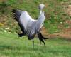 ЖУРАВЛИ (Gruidae)