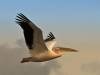 ПЕЛИКАНЫ (Pelecanus)