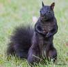 БЕЛКИ (Sciurus)