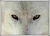 ПОЛЯРНЫЙ ВОЛК (Canis lupus tundrorum)