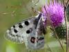 ЧЕШУЕКРЫЛЫЕ, ИЛИ БАБОЧКИ (Lepidoptera)