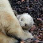 Детеныш белого медведя