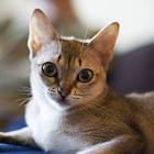 Сингапурская кошка, или сингапура