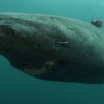 Гренландская акула - самая неторопливая рыба