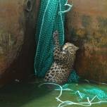 Как спасали дикого леопарда