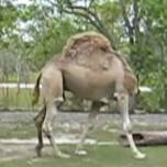 'Безголовый' верблюд на прогулке