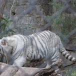 Белый тигр напал на служителя зоопарка в Сантьяго