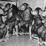 Учёные уточнили главные отличия мозга человека от обезьяньего
