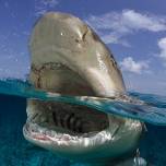 У акул нашли социальное поведение