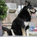 Верный пес сам нашел могилу хозяина и уже 6 лет живет на ней