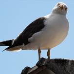 Наглая чайка украла камеру и сняла закат в Сан-Франциско