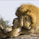 Первая встреча льва и его потомства