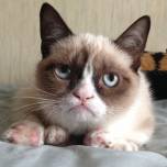 Сердитый кот (grumpy cat)